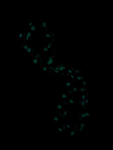 Bayas Fluorescents
